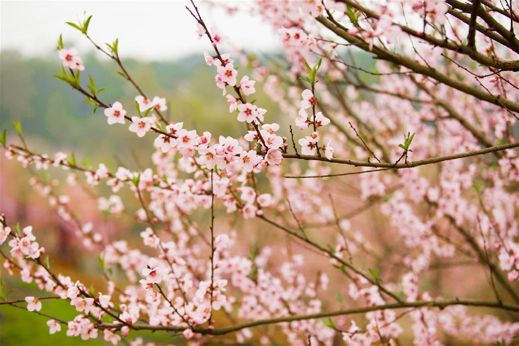 朋友圈春季祝福语